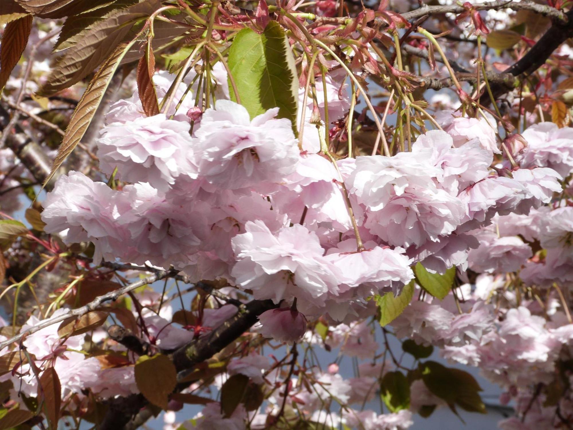 The Cherry Tree Guest House Eastbourne Luaran gambar